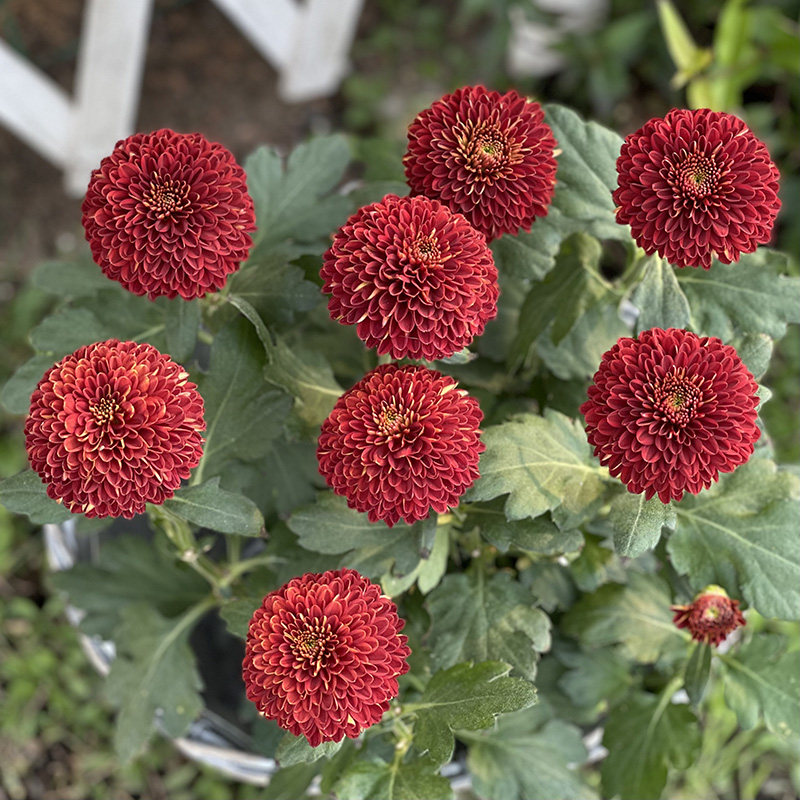 Хризантема для пинг-понга винно-красная.jpg