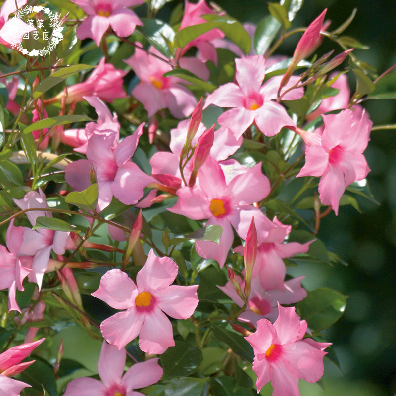 Shuangxi Vine Red cicada flower fragrant Vine sun-resistant heat-resistant flowering period long climbing vine plant four-season perennial with flowers