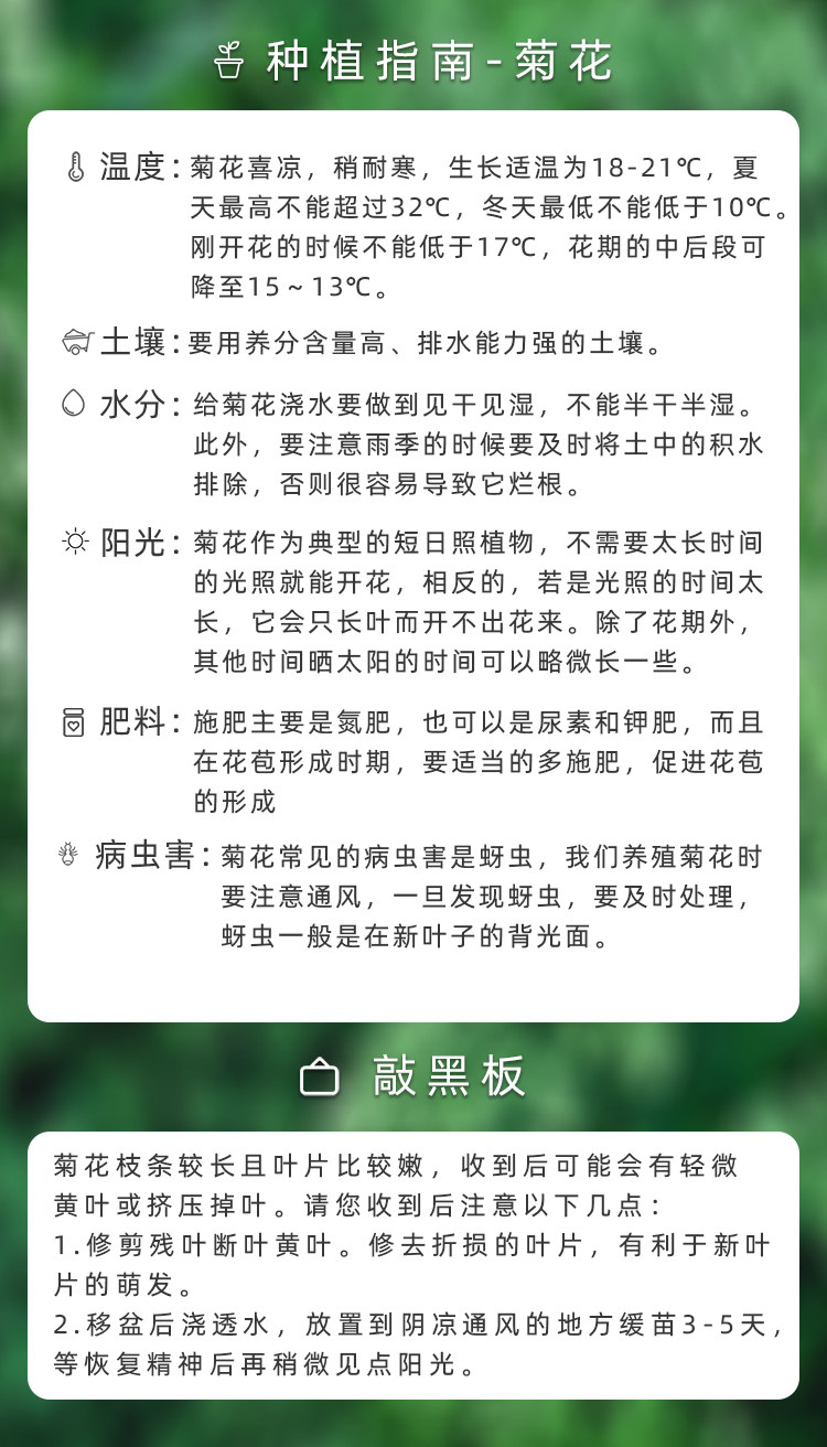 Посадка гид-хризантема. JPG