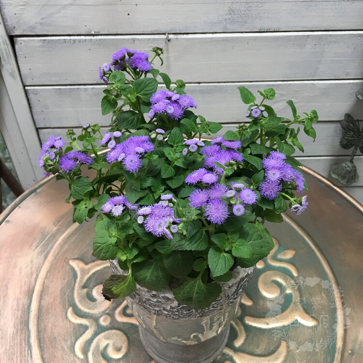 Huoxiang Zixiang (4) .jpg