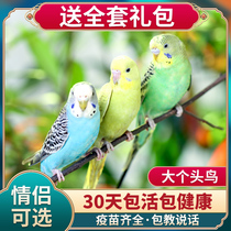 Parrot Live Birds Small And Medium Size Speaks Pet Birds Young Birds Hands Raised Clouds Spotted Birds Tiger Pianon Chick Chick Bird Live Things