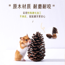 Natural Pine Nuts Dry Branches Big hamster Sage Cage Diy Build supplies Utortoise fish tank Environment Scape Supplies