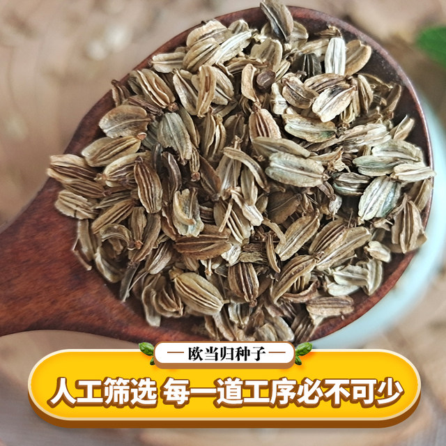 Angelica seeds 2023 pure new medicinal material Angelica seeds free planting materials for four seasons sowing and edible