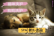 湖南长沙宠物洗护美容 狗狗猫咪洗澡SPA精洗赛级洗护精油清洁服务