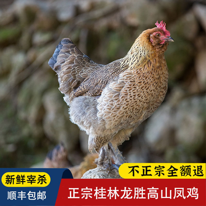 桂林龙胜凤鸡农场