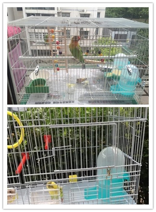Pigeon Parrot Tự động uống Fountain Nguồn cung cấp chim Chim bồ câu trung chuyển Ấm đun nước Pot Pot Hộp thức ăn lớn - Chim & Chăm sóc chim Supplies cám cút đẻ