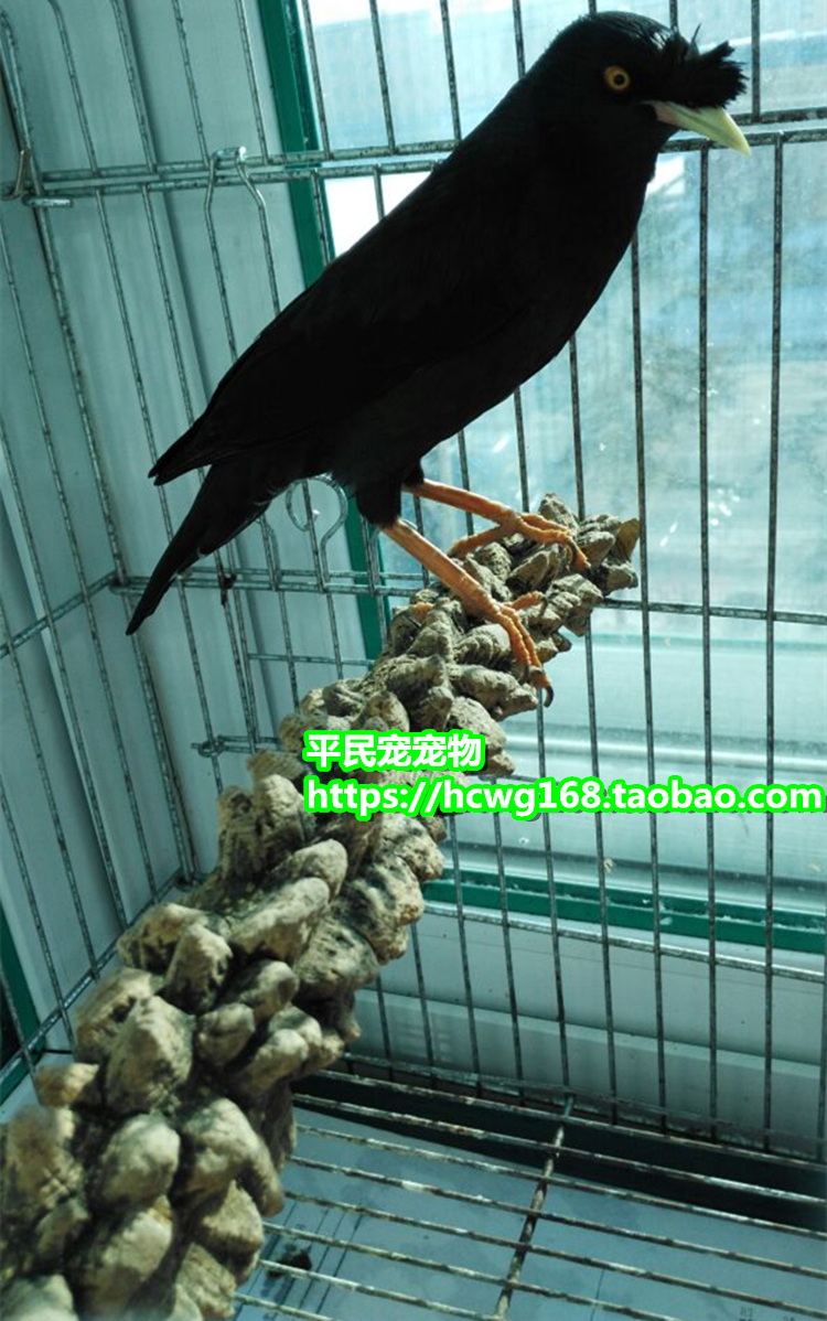 Xem máu bay trạm thanh thrush thanh hạt tiêu gỗ chim thanh cá rô đứng stick đứng chim và chim lồng nguồn cung cấp con vẹt nguồn cung cấp cám cho chim