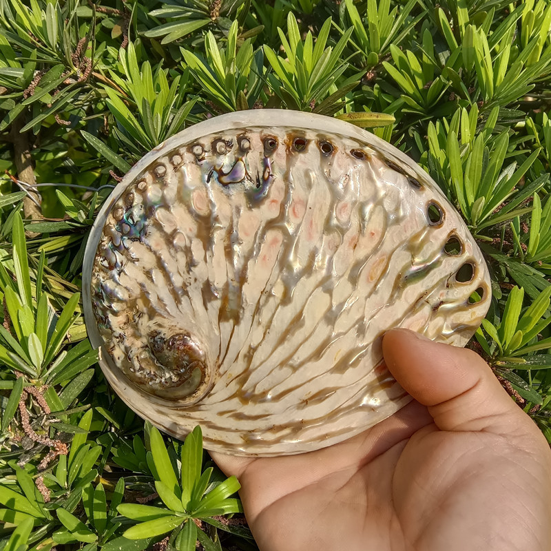  Natural Conch Shell New Zealand Blue Abalone Shell Storage Box Soap Box Sage Potted Plant Fish Tank