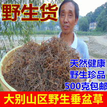 (Wild Weeping pot grass)Authentic Dabie Mountain dry goods Weeping pot grass plant edible new goods 500g grams of herbs