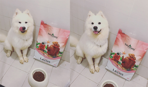 Chó xám Nhà tự nhiên Meida Halo Salmon Thức ăn cho chó tự nhiên Teddy Golden Retriever Puppy Universal Beauty Hair 28 lbs - Chó Staples thức ăn cho cún