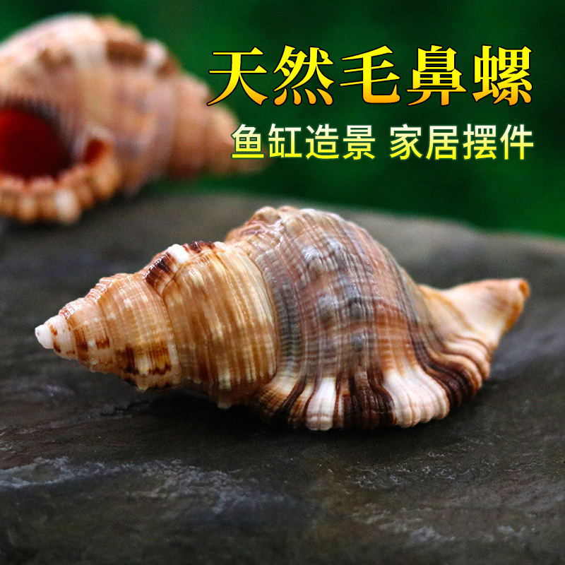 Gross Nose Stun Natural Shell Sea Snail Home Mediterranean Microscape Shooting Props Fish Tank Building Water Group Decoration