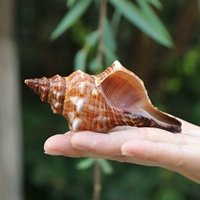 Red Rotor Snail [10-11 см]