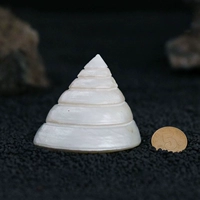 Baita Snails 5-6 см