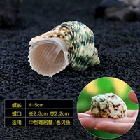 Yinkou Green Snail 4-5 см [средняя рыба и краб]