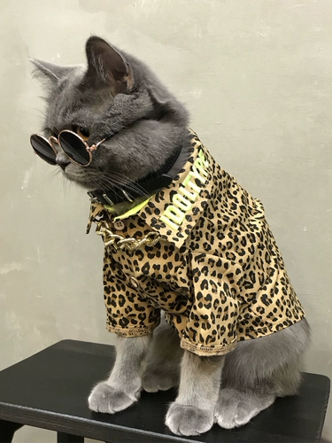 Кошка, собака, кошачья одежда для домашних животных весна и осень, британская коротка с коротки