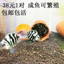 Aquatic pet Taiwan introduces first-line mini parrot fish living tropical ornamental freshwater