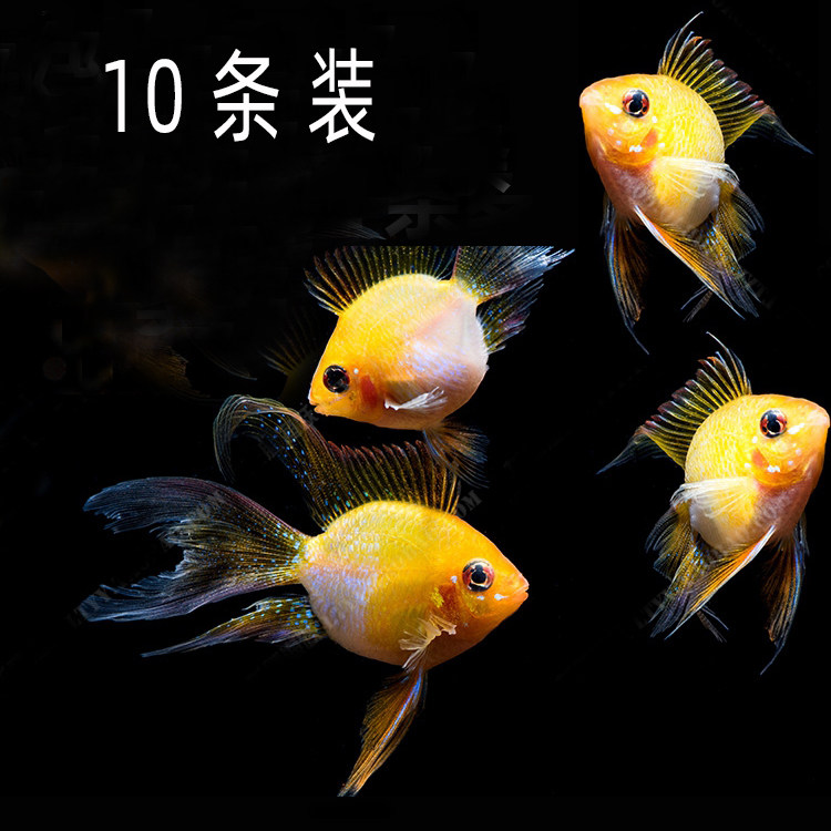 Aquatic Ornamental Fish Living Freshwater Kimpoko Fish Grass Vat Group Cruise Fish Tropical Small Dutch Phoenix Road Loss Package Odds