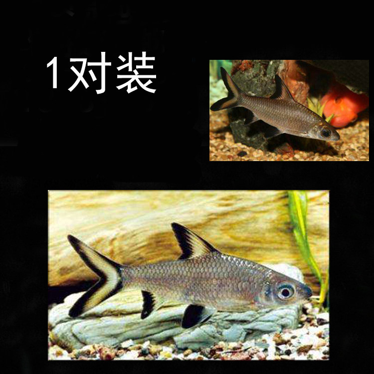 Aquarium pet Freshwater aquarium fish Living silver shark Reflective fish Small and medium tropical fish Grass tank group Swimming pelagic