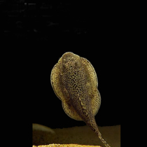 Double suction plate fish scavenger living alien bottom fish eat garbage cleaning fish tank to remove algae ornamental fish fresh water bag damage