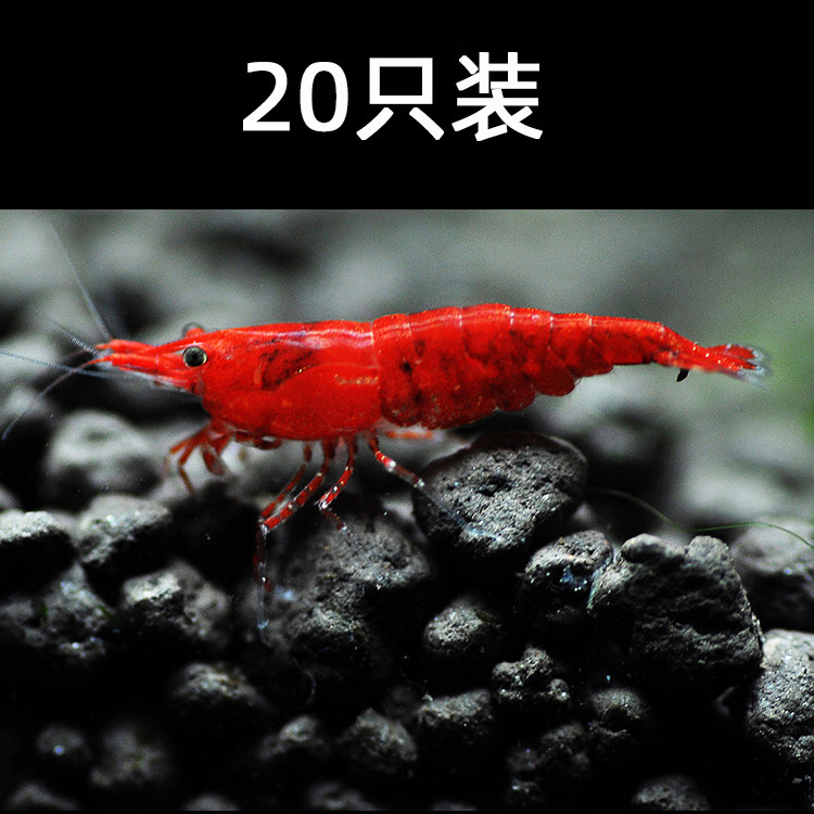 Aquarius Pets Extremely Lobster Live Grass Cylinder Clean shrimp freshwater viewing shrimp tool shrimp baked baked