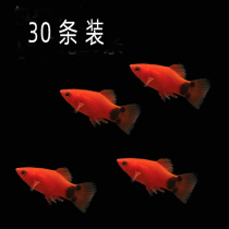 Aquarium world Mickey fish live ornamental fish freshwater Moonlight fish viviparous tropical fish grass tank small road damage package compensation