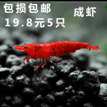 Aquarium pet extreme fire shrimp living grass tank cleaning shrimp algae freshwater ornamental shrimp tools shrimp adult baking paint