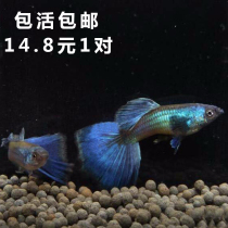 Aquarium guppies live Moscow Blue Phoenix-tailed purebred large-tailed tropical fish ornamental freshwater ink blue pregnant mother