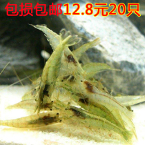 Aquarium pet cleaning shrimp living black shell shrimp into shrimp grass tank ornamental shrimp freshwater algae tools shrimp cold water