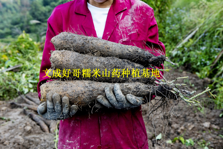 温州文成好哥糯米山药种植基地