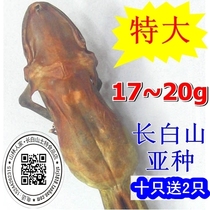 Extra large 17G G 5 free mail 10 to send this product Changbai Mountain forest frog dry snow clam dried toad oil gift box