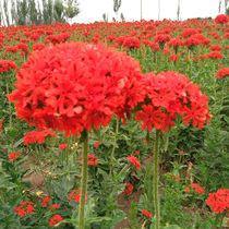 Large flower cut autumn radish seed spring sowing flowers seed for many years with cold and flower seed all season easy to seed grass flower seed