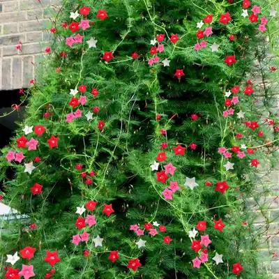 The Wall fenced courtyard climbing flower seeds pinnate-leaved cypress vine seed five-pointed star seed sub-four seasons yi zhong live
