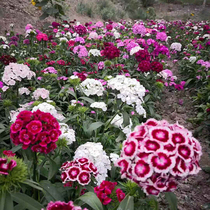 American Stone Bamboo Flower Seed Seed Multi-Year Raw Resistant Cold Cell Garden Flower Plant Courtyard Flower Beds Balcony Potted Plants