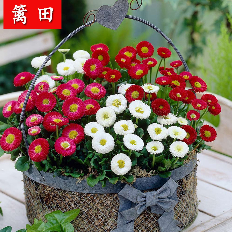 Mixed colour small daisy seed flower seed All Seasons Easy to grow flower potted room Balcony Courtyard Blooming