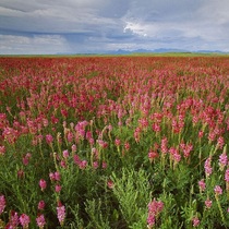 Young rabbit pasture seed seed feed red bean grass seed protection Slope mule with cold and drought resistant dry field pasture for many years