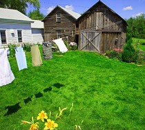 Short protective slop solid soil lawn grass seed turf seed all season evergreen dog tooth root pure grass seed triproots climb salted sand grass