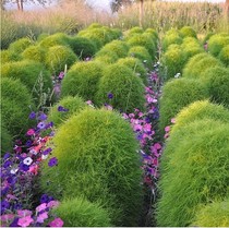 Fine Leaf Green Green Skin Grass Seed Broom Vegetable Flower Seed Spherical Flower Outdoor Patio Ground Skin Grass Potted Seedway Road