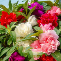 Heavy Lobe Tea Flower Crested Flower Seed Flowers Seed All Season Planting Indoor Balcony Potted Flowers Seed Seven Colorful Nails Flower Seed