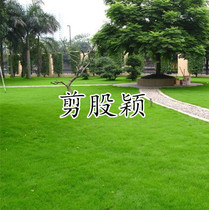 Cutting Stock Novelty Grass Seed Yard Villa Golf Course Green Grass Seed Lawn Seed Tolerant of Cold Seasons Changqing
