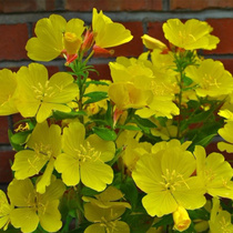 Yellow flower moon See grass seed to be coachgrass resistant to drought and saline-alkali scented potted night to savour seed medicinal evening cherry grass