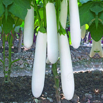 White Eggplant Seed Vegetable Seed Vegetable Seed Vegetable Seed Large Total Indoor Easy To Grow Seed Potted Farmyard Seed