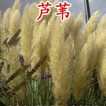 Aquatic Flowers Seed Seed Reed Seed End of the Dragon Boat Festival Glutinous Rice Balls of the Reed Seeds reed Reed Seeds Palate of the Reed Seeds Palate