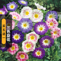 Dwarf Raw Flower Seed Tricolor Seed Indoor outer balcony to admire climbing and climbing plants Easy to live All Seasons