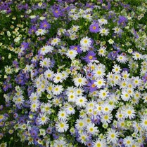 Five-coloured chamomile seed Chrysanthemum Seed Balcony Potted indoor Yi Courtyard View Flower Landscape Flower plant Flower seed