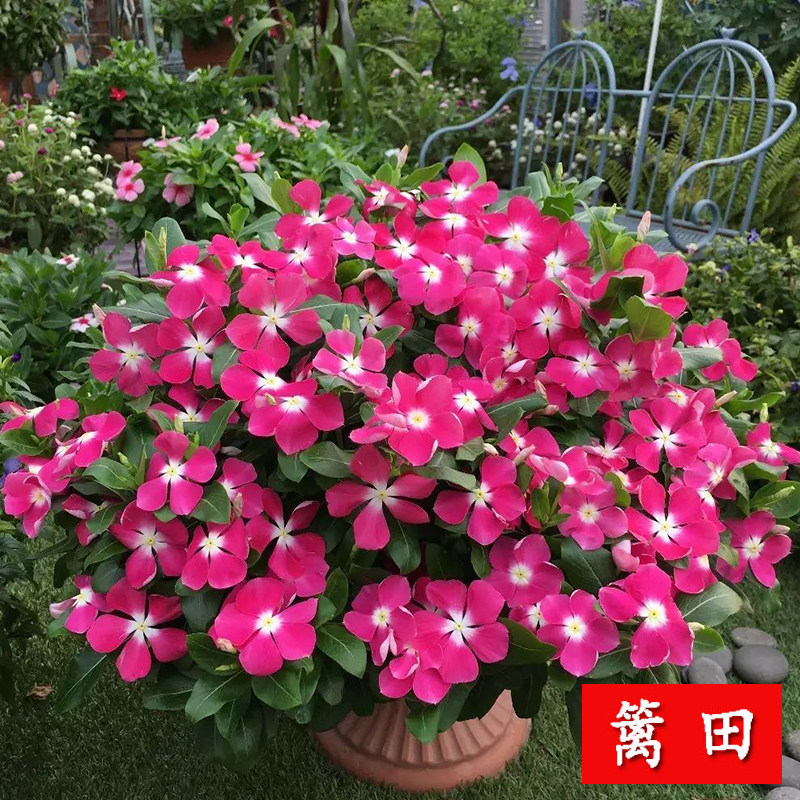 Indoor balcony potted garden flower seeds Changchun flower seeds blooming every day and spring in four seasons are constantly easy to plant and easy to live