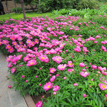 Peony flower Miao peony with large root block with buds for many years large flower seed easy to live balcony patio with cold-proof flower potted plants