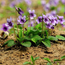 Purple Flower Diddin Seed Wild Cordiola Flowers Seed Wild Vegetable Woods Back short flower Cebu Root outdoor Outdoor Resistant