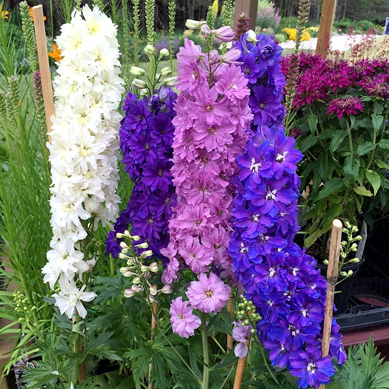 Many years of raw flowers Fever grass seed Outdoor Balcony Courtyard Potted Flowers Plant Flower Seed Easy To Breed Thousands of Flowers Seeds