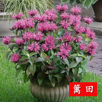 American Mint Seed Ornamental Edible Mint Insect Repellent Grass Repellent Flowers Vanilla Marmint Flower Seed Potted Outdoor