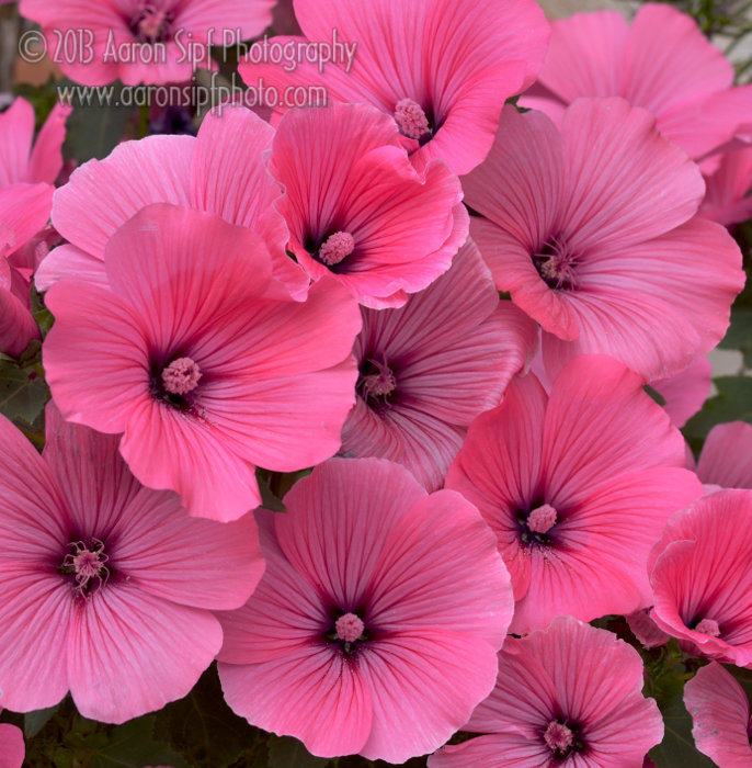 Sunflower seed seed hibiscus sunflower seed Sunflower Seeds Easy to live Balcony Courtyard Garden Forest Landscape Dwarf for many years Flowers Plants